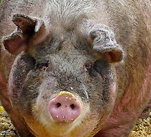 Happier Than A Pig In Slop! by Heather Haderly