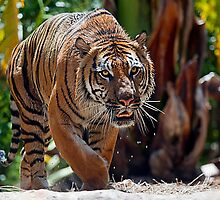 On the hunt by Stuart Robertson Reynolds