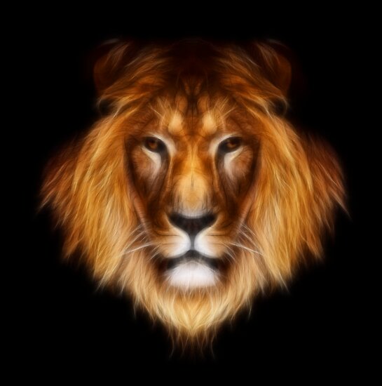 Lion Portrait