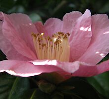 Crumpled Flower by mikequigley
