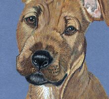American Pit Bull Terrier Puppy by Anita Meistrell Putman