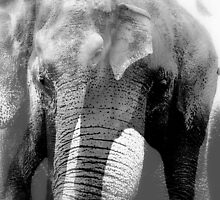 Elephant Medley by Deanna Roberts Think in Pictures
