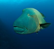 A divers best friend by Richard Barnden
