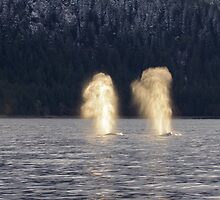 Backlit Whale Blows by Gina Ruttle (Whalegeek)