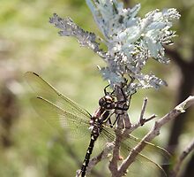 Southern Riffle Darner by Norman Mueller