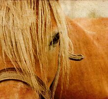 Golden Horse by Kasia Fiszer