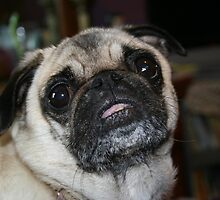 My Precious Pug by Linda Miller Gesualdo