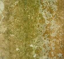 ...More Developing Organisms! by ralph arce