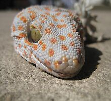 Snake Head - Chang Mai, Thailand by Ginelle Colombo