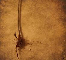 Roots (without words) by Tia Allor-Bailey