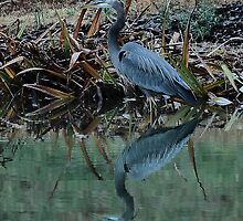 December 31 ends with a Great Blue Heron by Dennis Rubin IPA