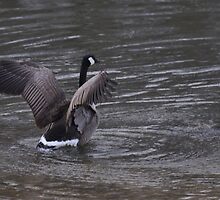 Goose 1/1/10 by mltrue