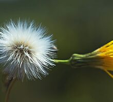Old bringing new beginnings by cherylc1