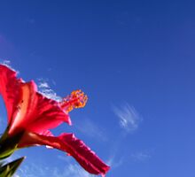 Slice of Life by Rangi Matthews