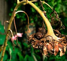 sunflower sleepers by Juilee Pryor