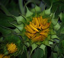 On the Brink by Victoria Jostes