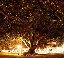 Engulfed in the Tree by Vince Gaeta