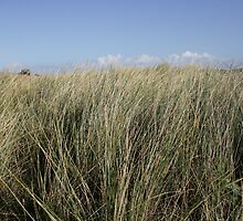 Tall grass by Debby Chadwick
