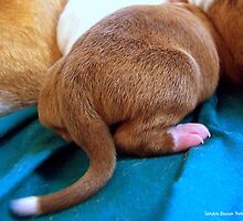 Puppy Butt by Sandra Bauser Digital Art