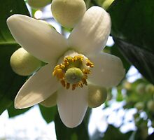 Grapefruit Blossom by Betty Mackey
