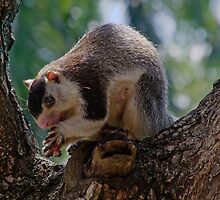 Rock Squirrel, Habarana, Sri Lanka by Rajeev Costa