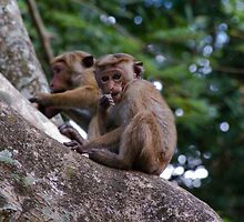 Monkeys, Habarana, Sri Lanka by Rajeev Costa