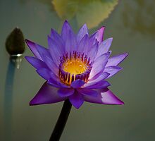 Blue Lotus flower in pond by Rajeev Costa