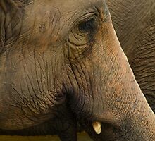 Elephants at Pinnawela, Sri Lanka by Rajeev Costa