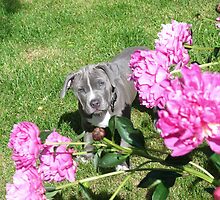 Gorgeous Baby Pit Bull Puppy Dog in Peony Flowers by Christy Carlson