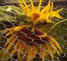 BARRIERS by grarbaleg