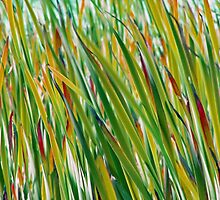 Shades of Green by Curtis Sheppard