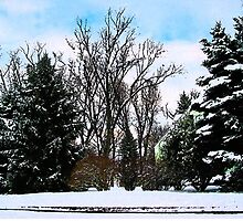 Trees in Snow by Susan Savad