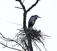 Great Blue by g richard anderson