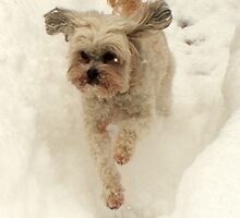 Hop Dog by Polly Peacock