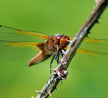 Scarce Chaser by FraserJ