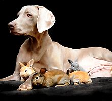 Pure Sweetness by Mindy Wilson