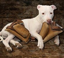 Bashful by Beverly Lussier