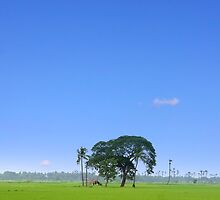 Single tree by snehit