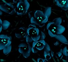 Glow in the night flowers by Penny V-P
