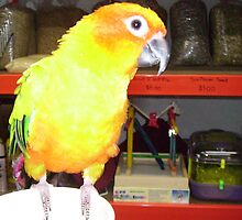 Bright Yellow Parrot in Pet Shop. by Mywildscapepics