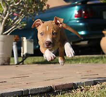 Flying American Pit Bull Terrier by Ginger Monteleone