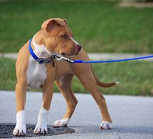 American Pit Bull Terrier by Ginger Monteleone