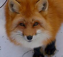 Red Fox in Winter 2 by Moxy