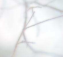 Surreal Surrender © WHITE by Vicki Ferrari