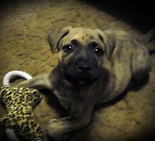 Bugsy at 7 weeks by Tracy DeVore
