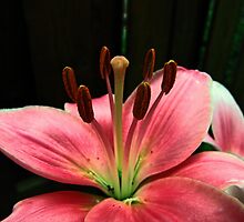 Glory by jules572