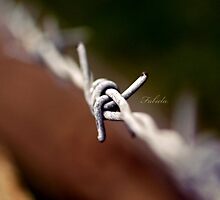 Wired by fabiela