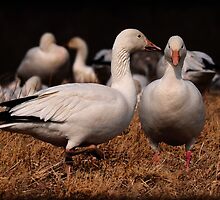 Gossiping Geese by Lois Bryan
