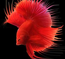 Siamese Fighting Fish. by Alex Gardiner
