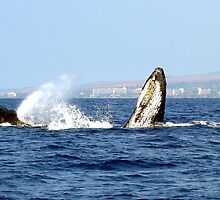 Not Jaws by Sean Jansen